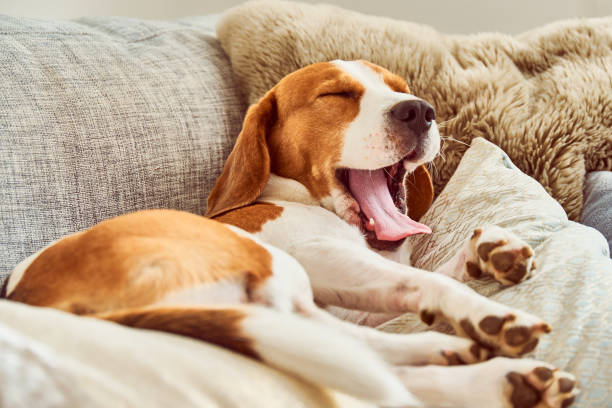 Sleepy beagle on the couch