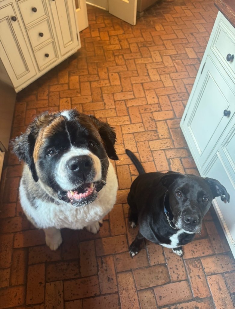 Saint Bernard and black dog on kitchen floor