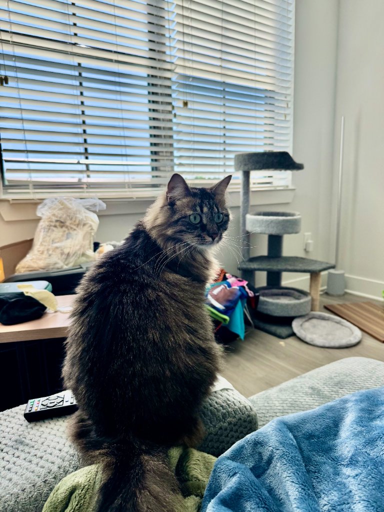 Tabby cat sitting on a sofa