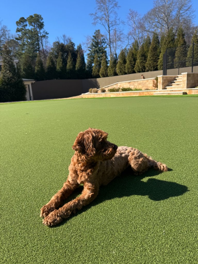 Brown doodle dog lounging on green grass