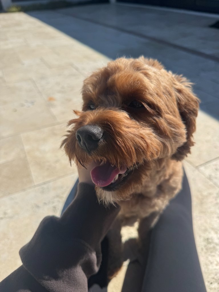 Cute brown doodle dog outside
