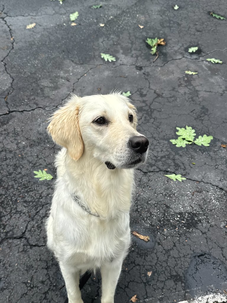 Golden retriever looking off-camera