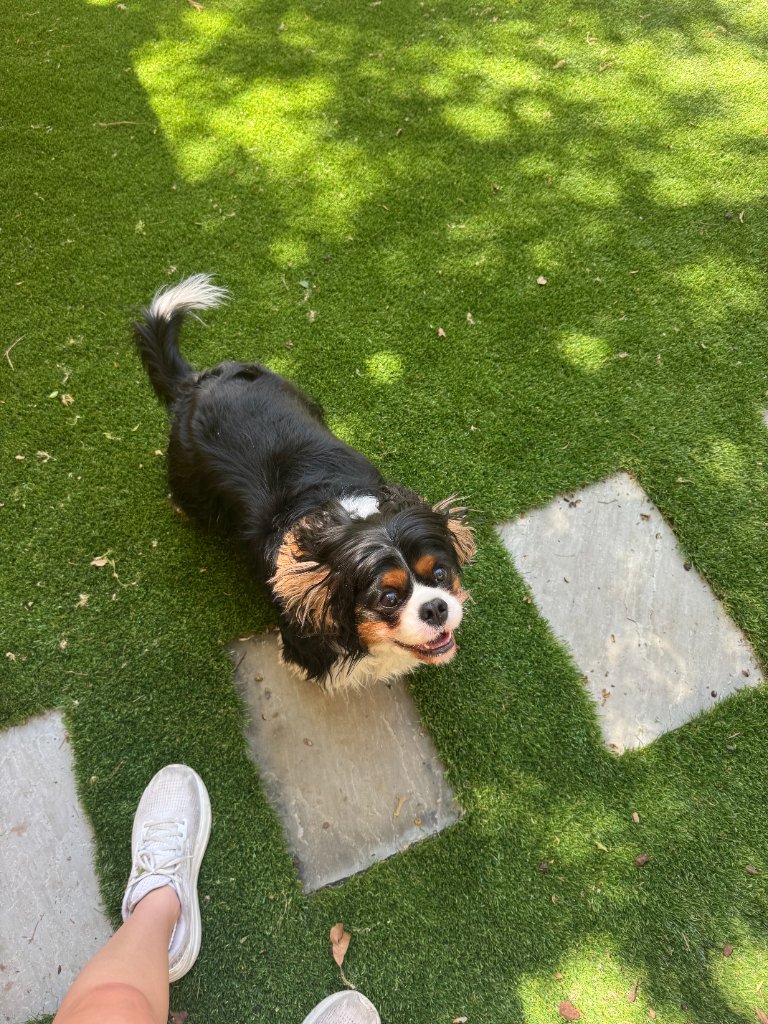 Small dog standing on a stone path