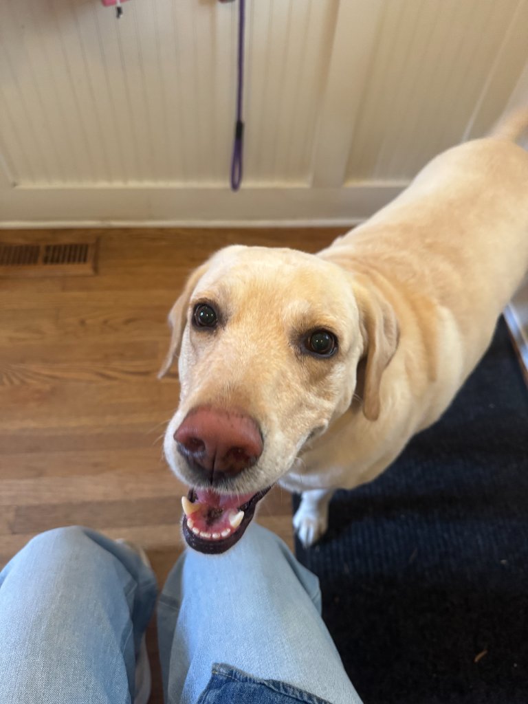 Yellow lab looking up