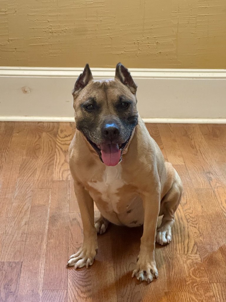 Happy pitbull sitting