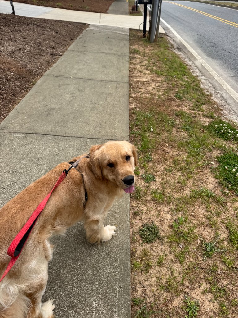 Golden retriever on a walk