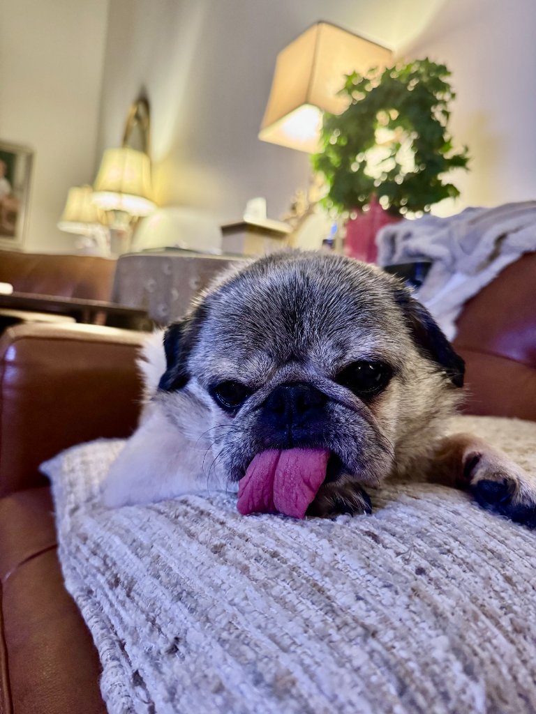Pug resting its head on a cushion