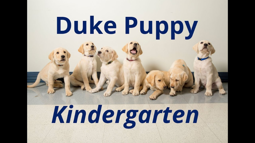 Duke Puppy Kindergarten