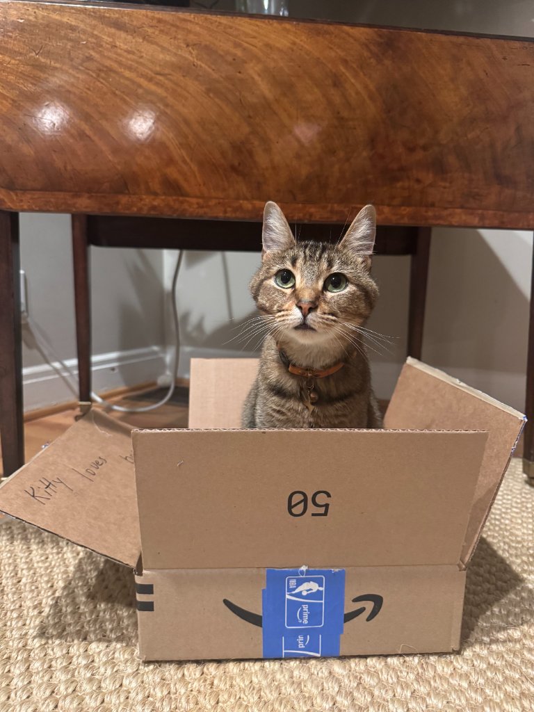 Cat in a box
