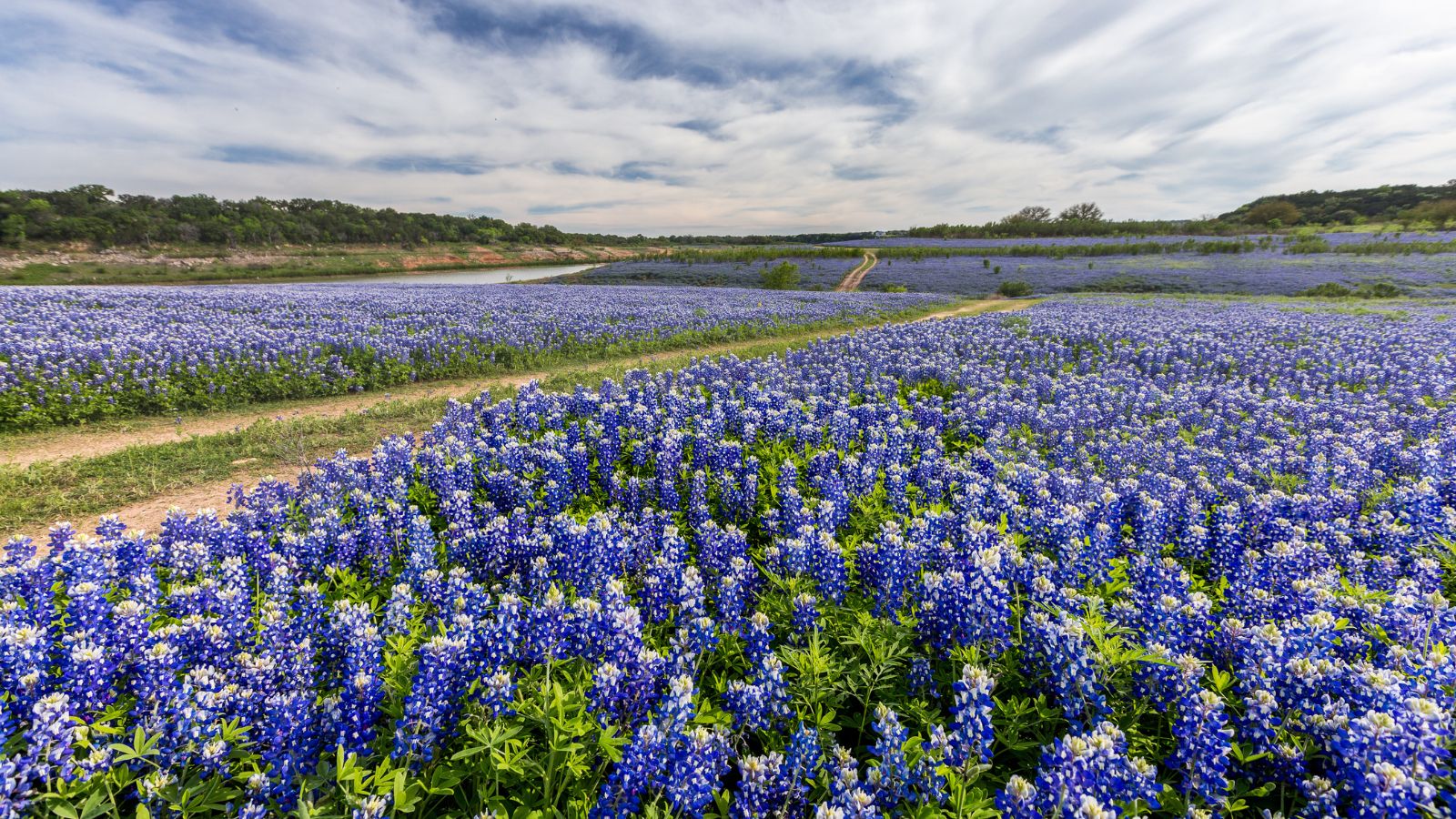 Bluebonnets at Muleshoe Bend in the Austin region. Real photograph by kanonsky / Getty Images Pro, sourced through Canva.
