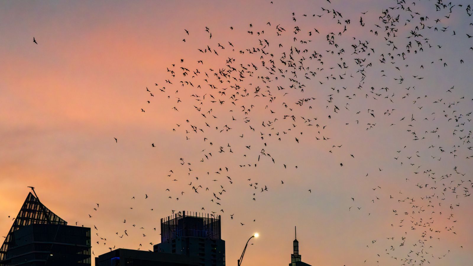 Mexican free-tailed bats flying above Congress Avenue Bridge at sunset in Austin. Photograph by Backyard Productions, sourced through Canva.