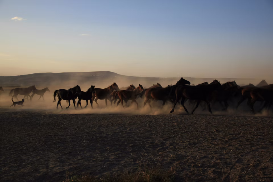 Horses on Brown Field during Sunset