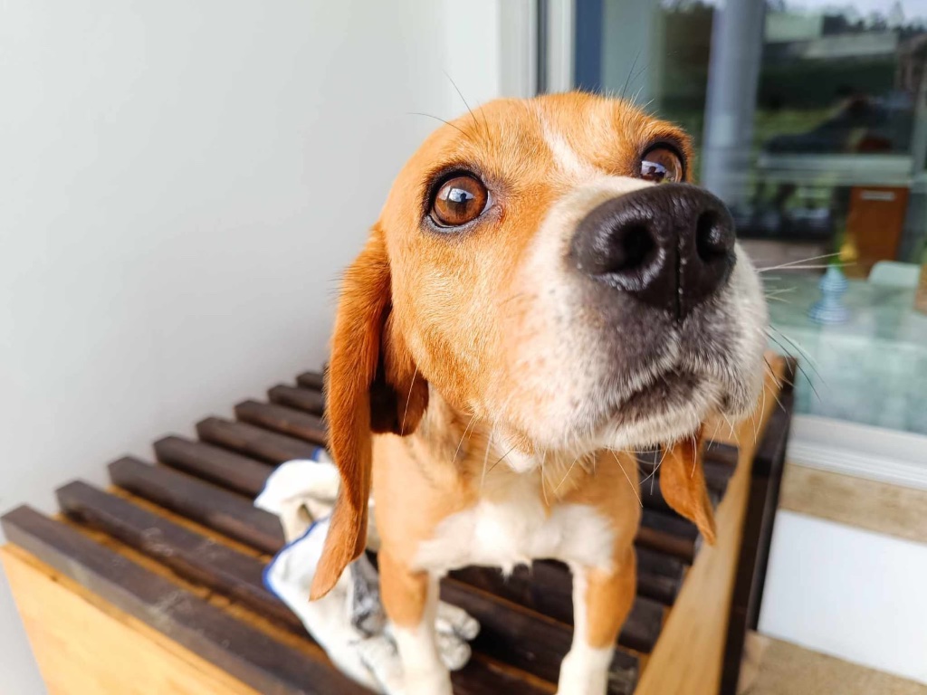 A happy healthy dog portrait