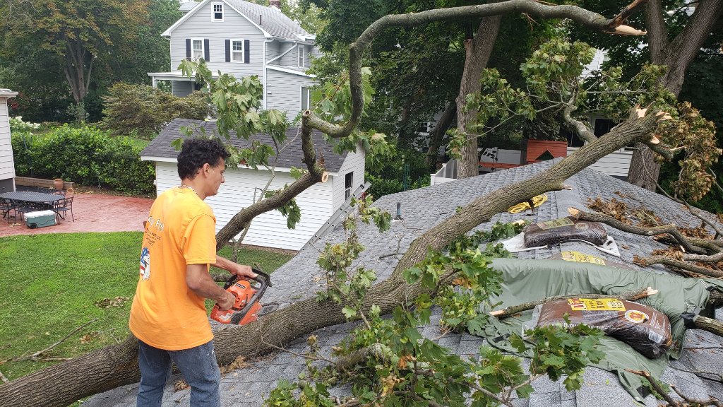 Storm Tree Debris Cleanup