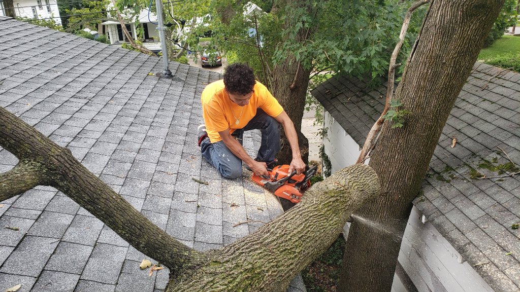 Echo Chainsaw — Tree Roof