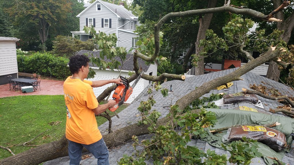 Tree On Roof — Cleanup