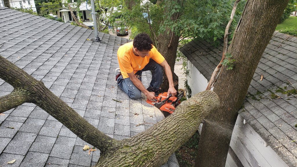Multiple Trees Storm Damage