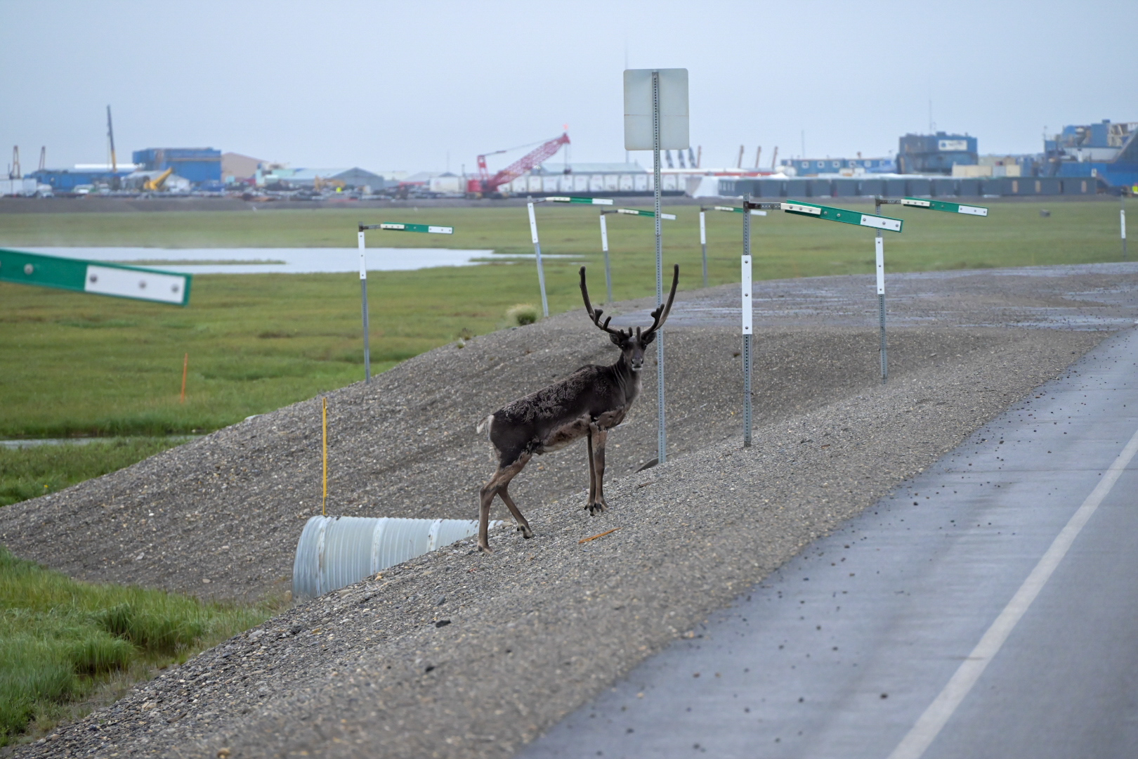 Caribou outside of Prudhoe Bay.
