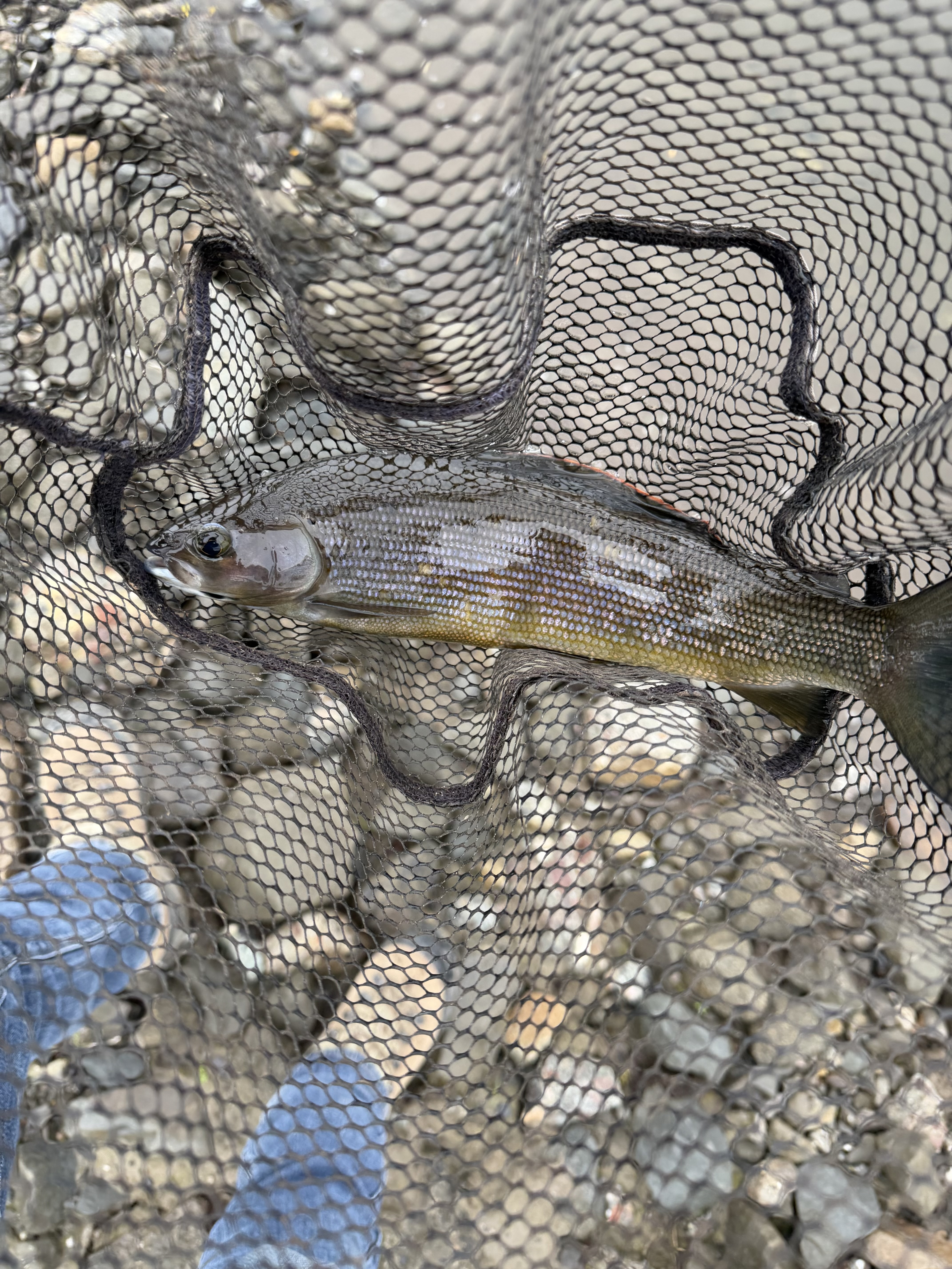 Grayling on the Kuparuk River