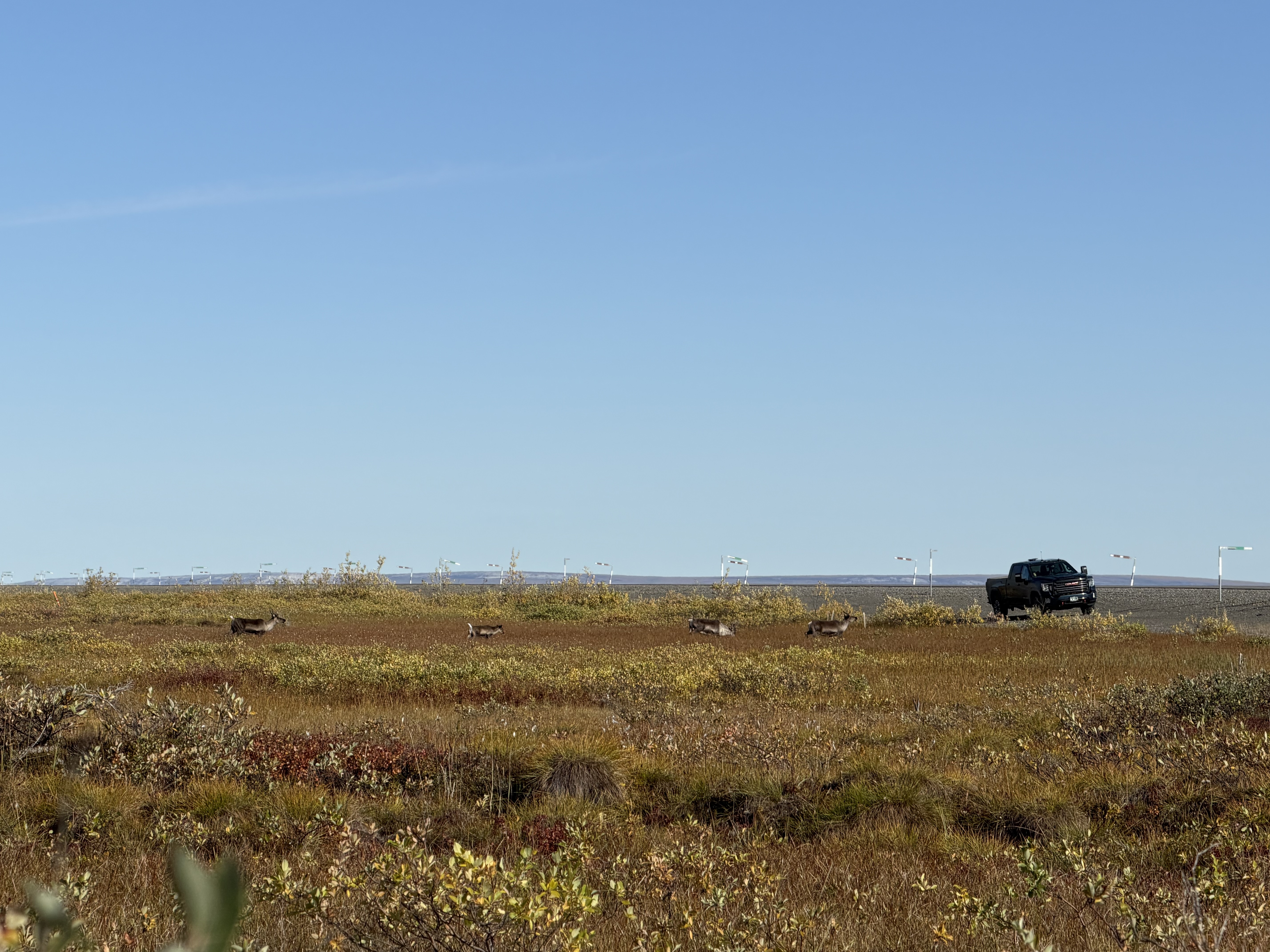 Caribou crossing the Tundra