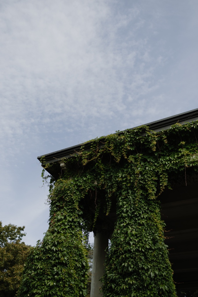 Ivy-covered building exterior