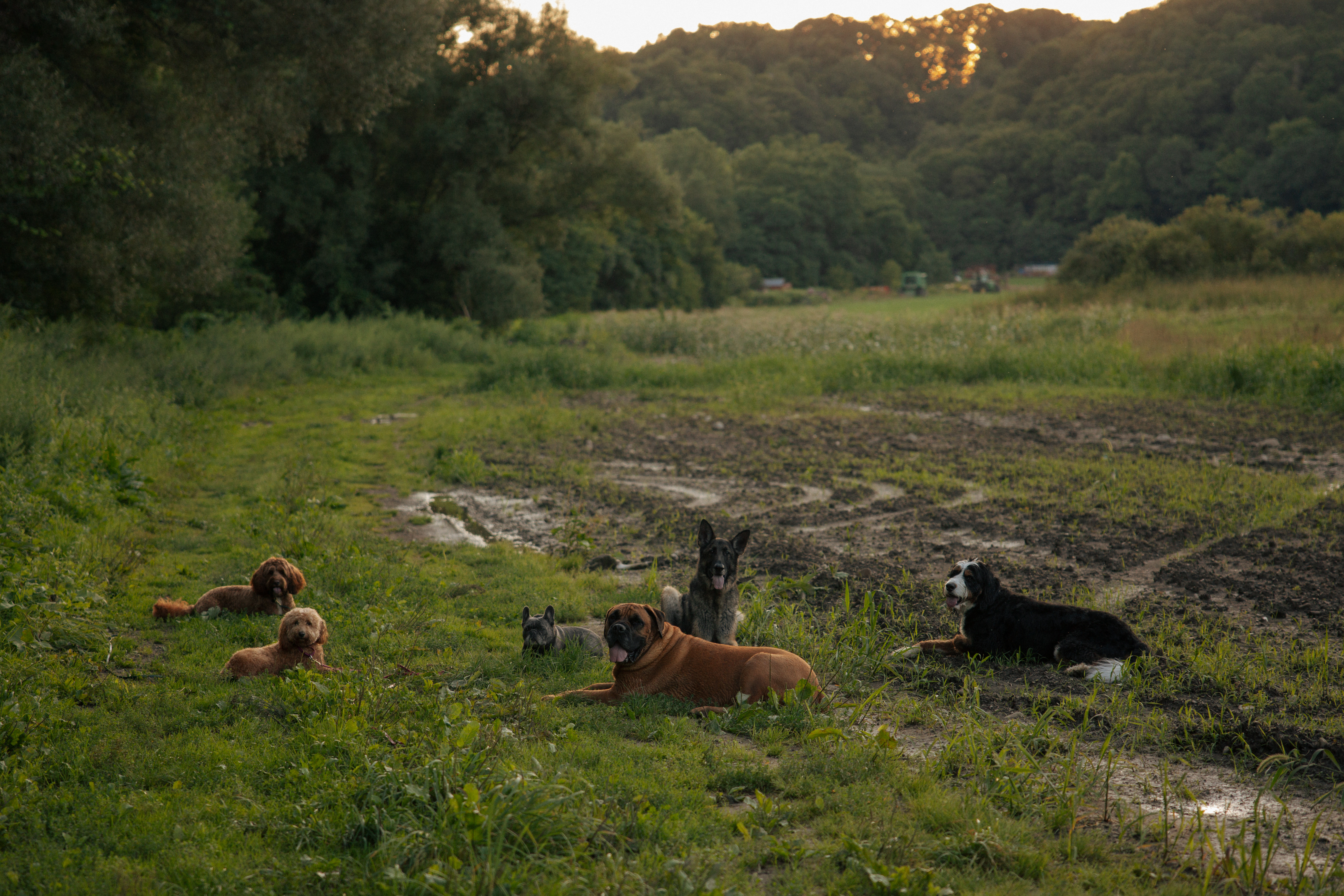 Six dogs resting together in a grassy field at golden hour