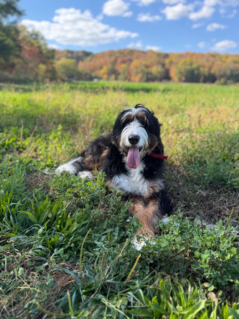 Bernedoodle relaxing in an open field