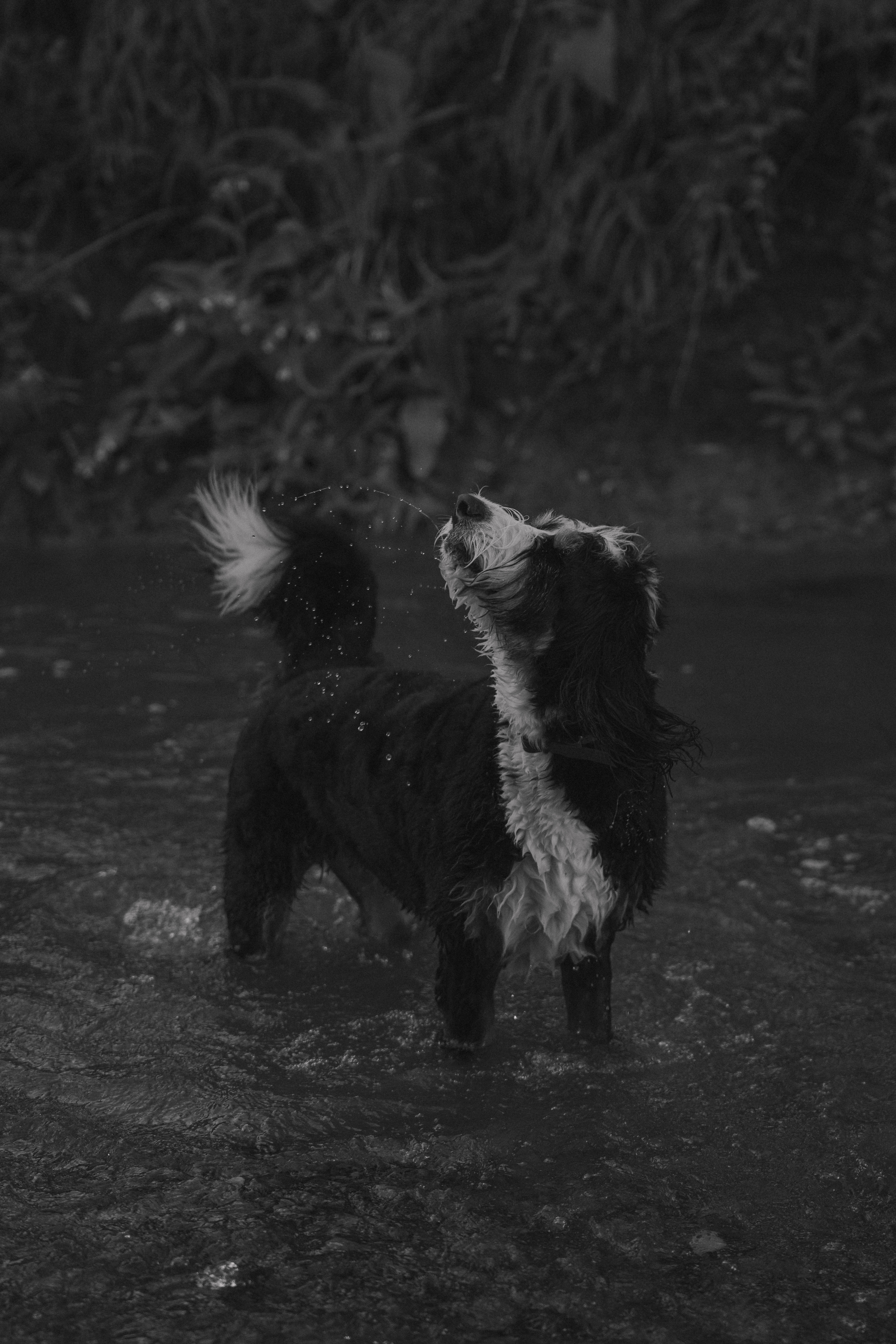 Dog standing in a stream catching water droplets