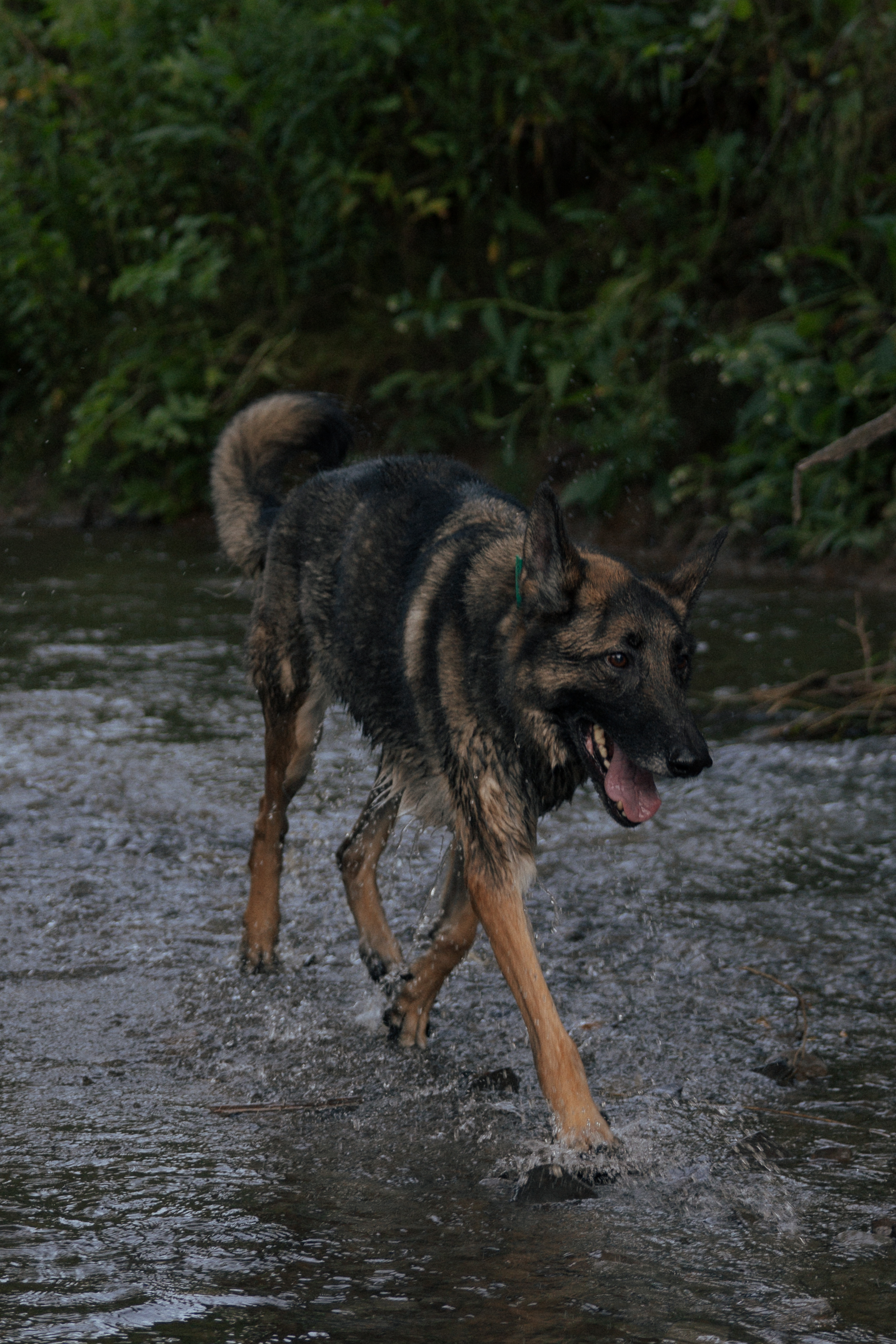 German Shepherd walking through a shallow creek