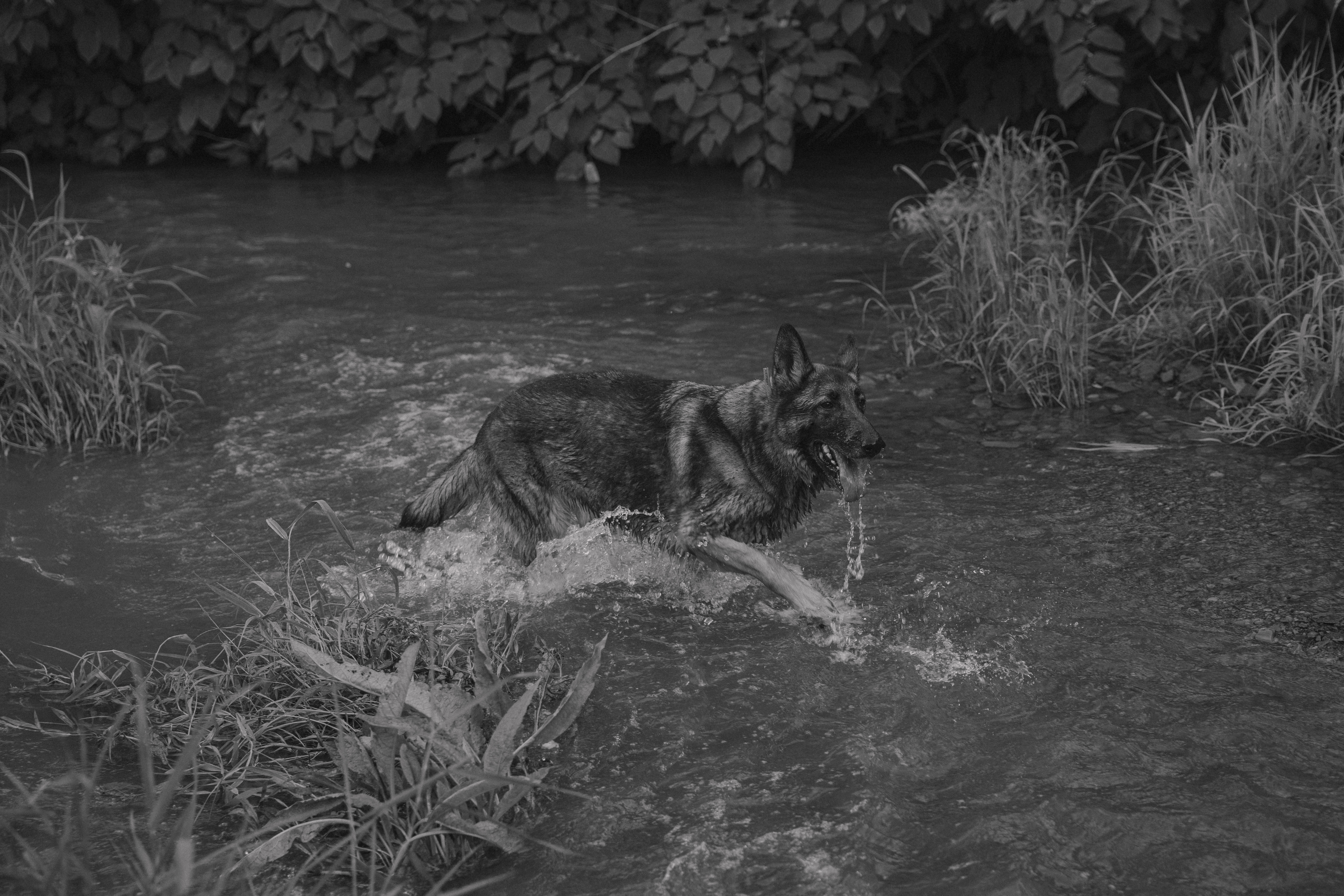 German Shepherd wading through creek water