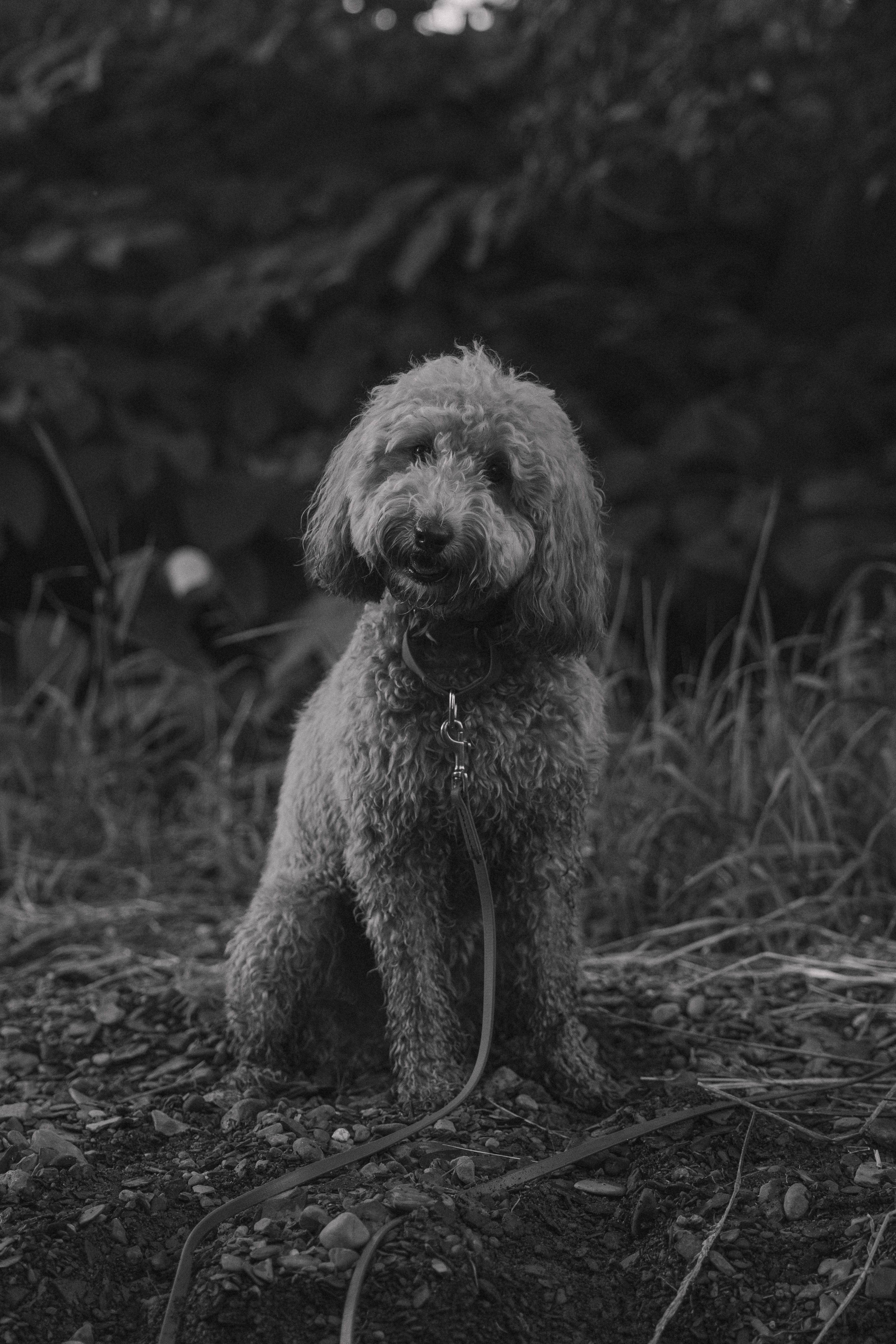 Curly-coated dog sitting on rocky ground