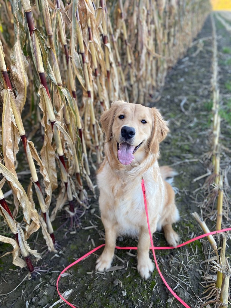 Bernedoodle relaxing in an open field