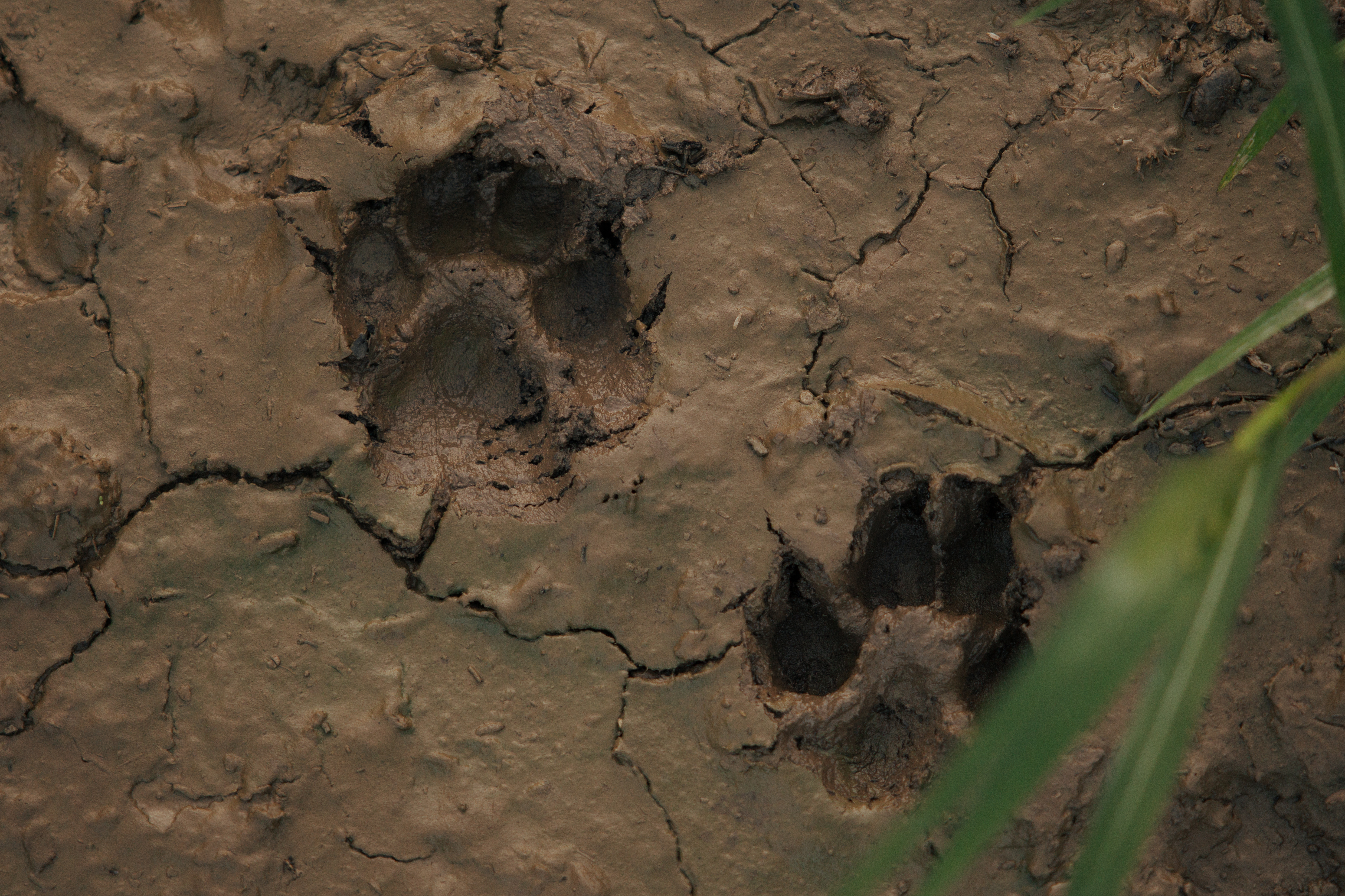 Close-up of dog paw prints pressed into cracked countryside mud