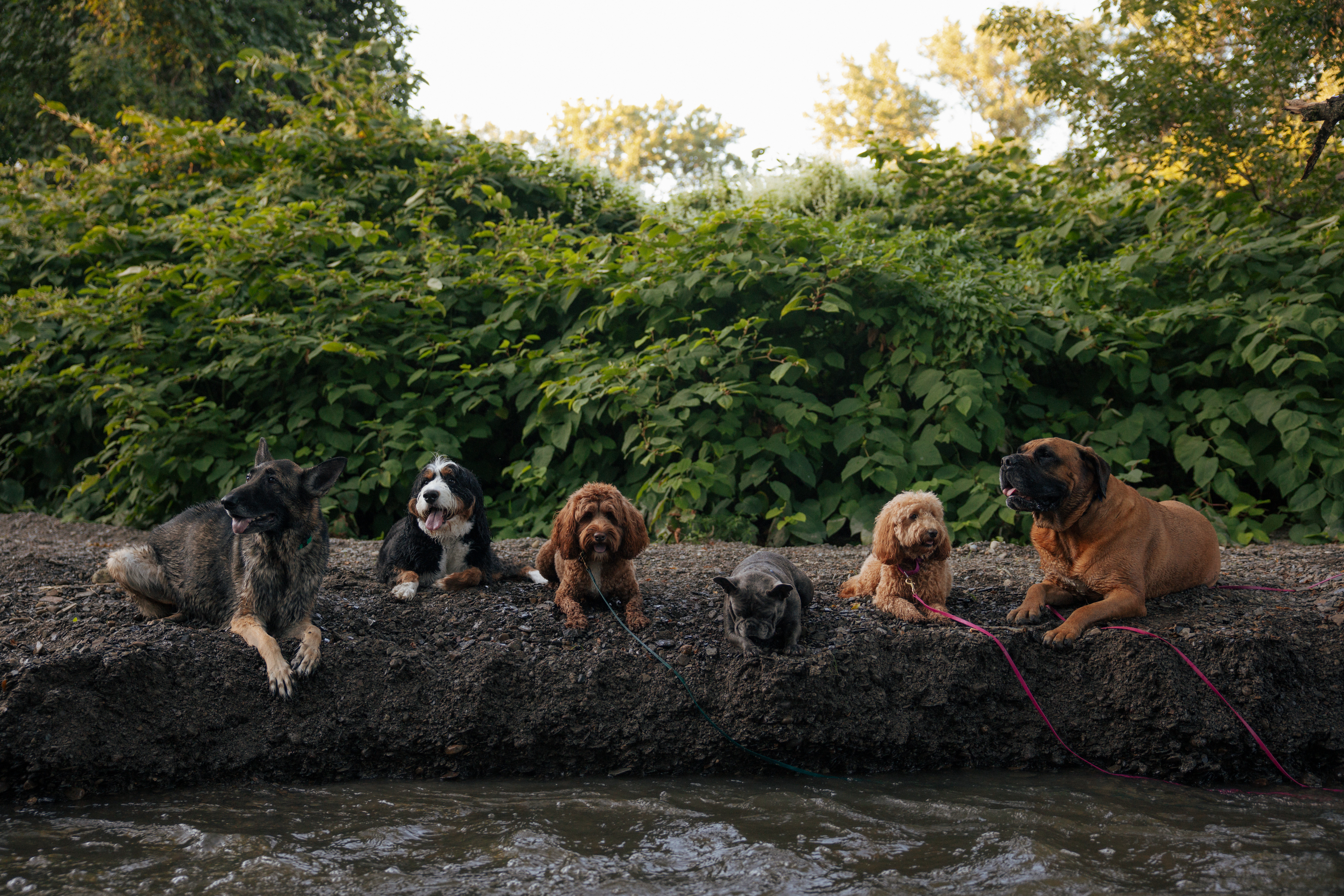 Six dogs resting together on a creekside bank at golden hour