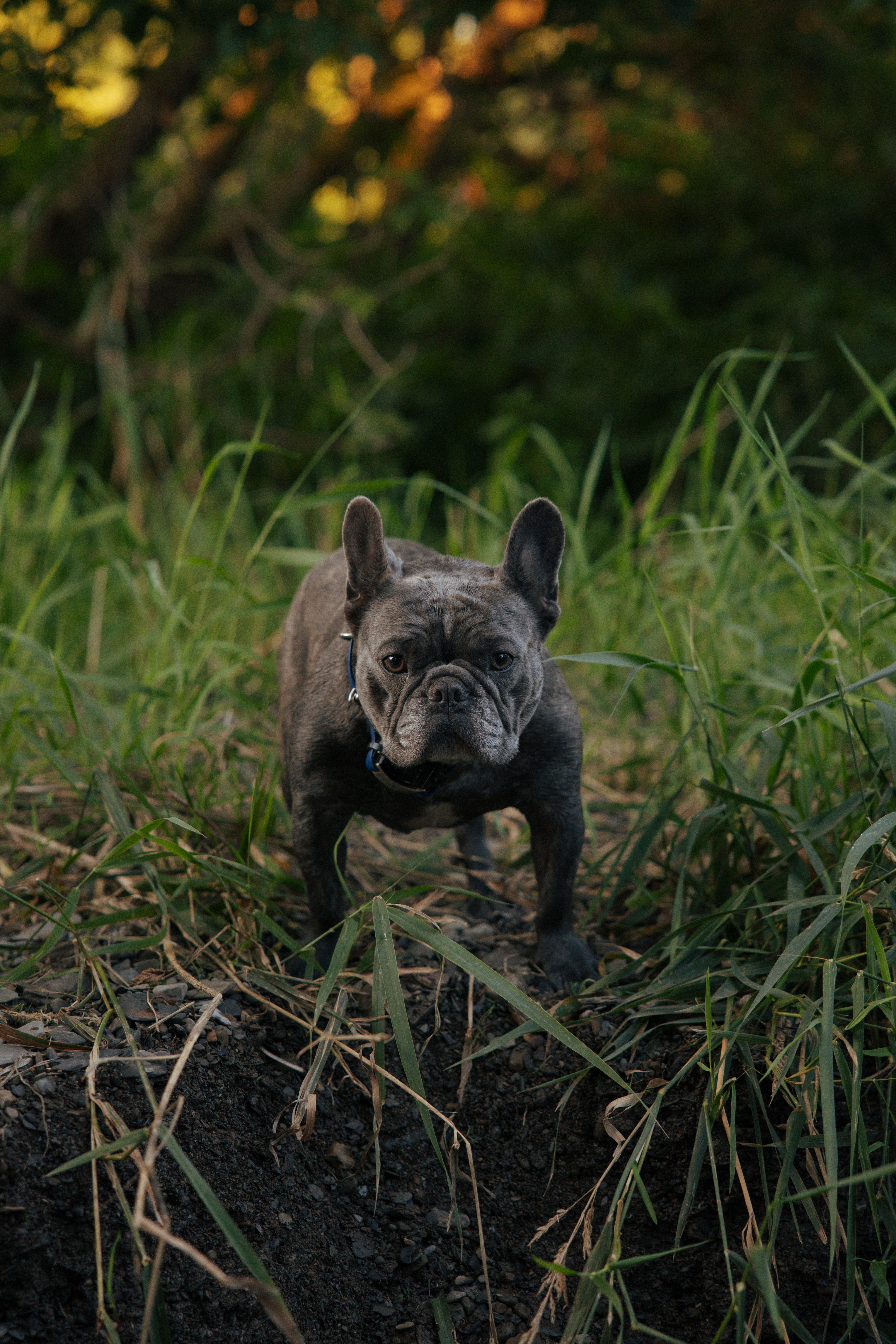 Brindle French Bulldog standing in tall green grass