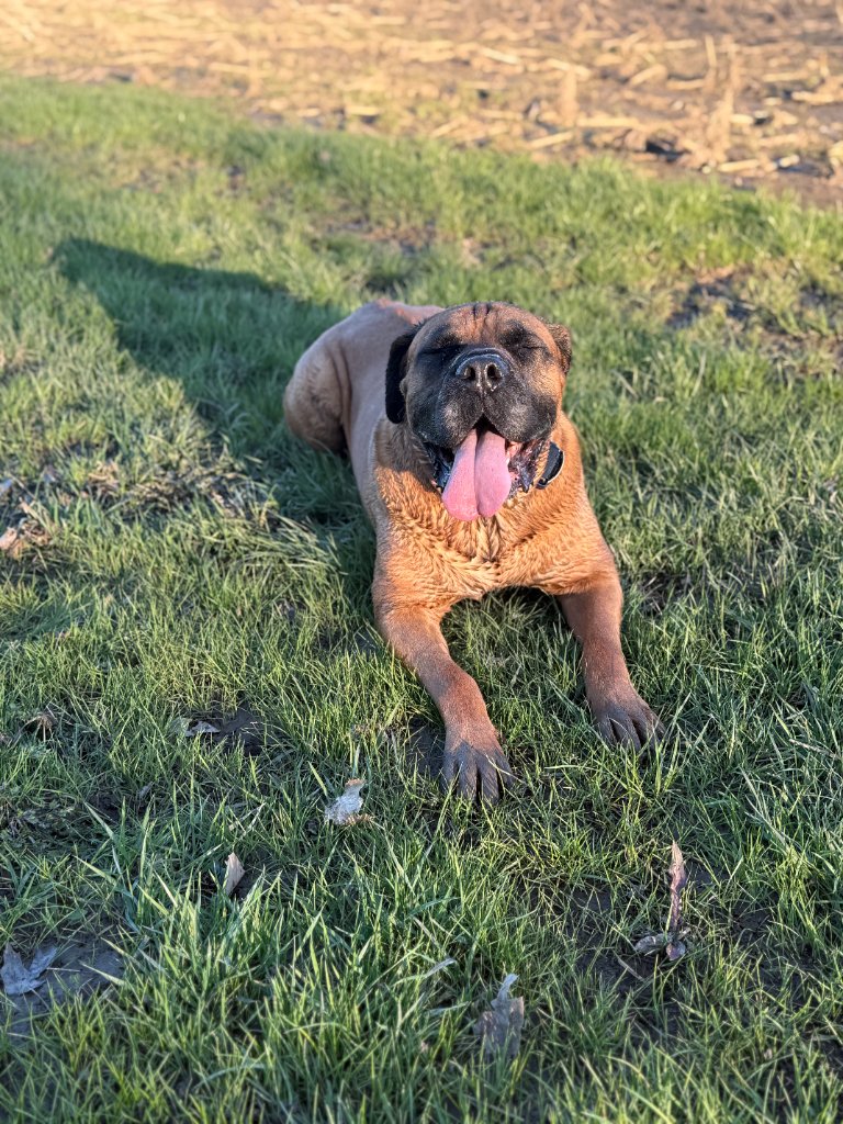 Boxer relaxing in the grass at camp