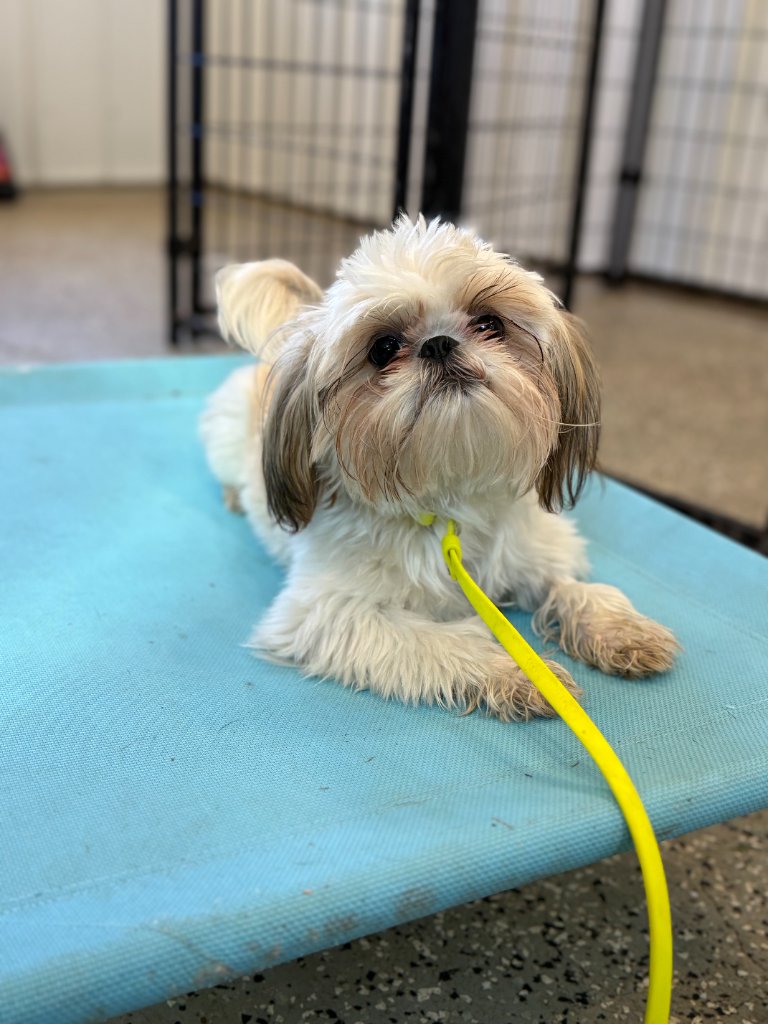 Shih Tzu resting at camp