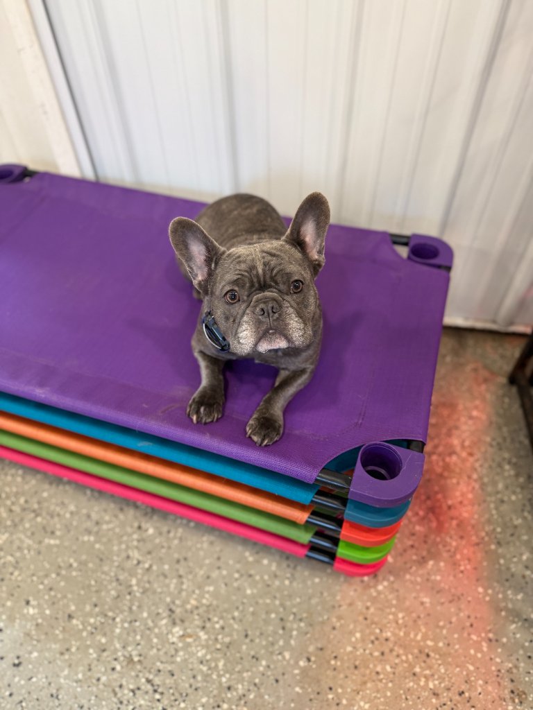 French Bulldog resting on a cot at camp