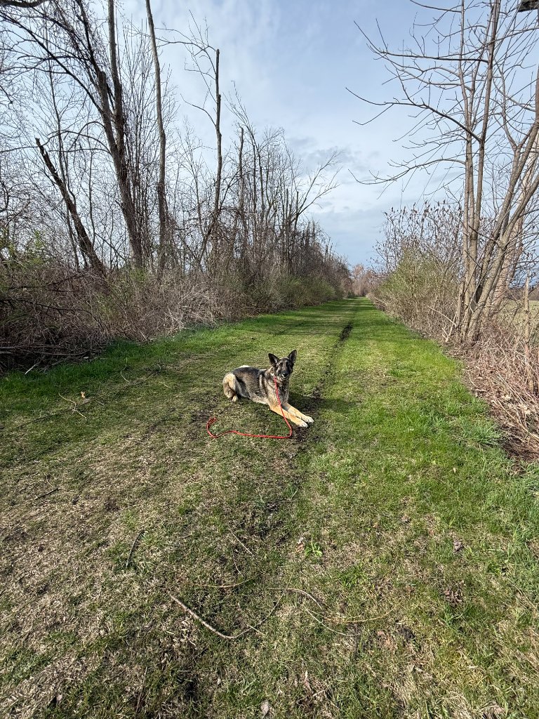 German Shepherd resting on a countryside trail