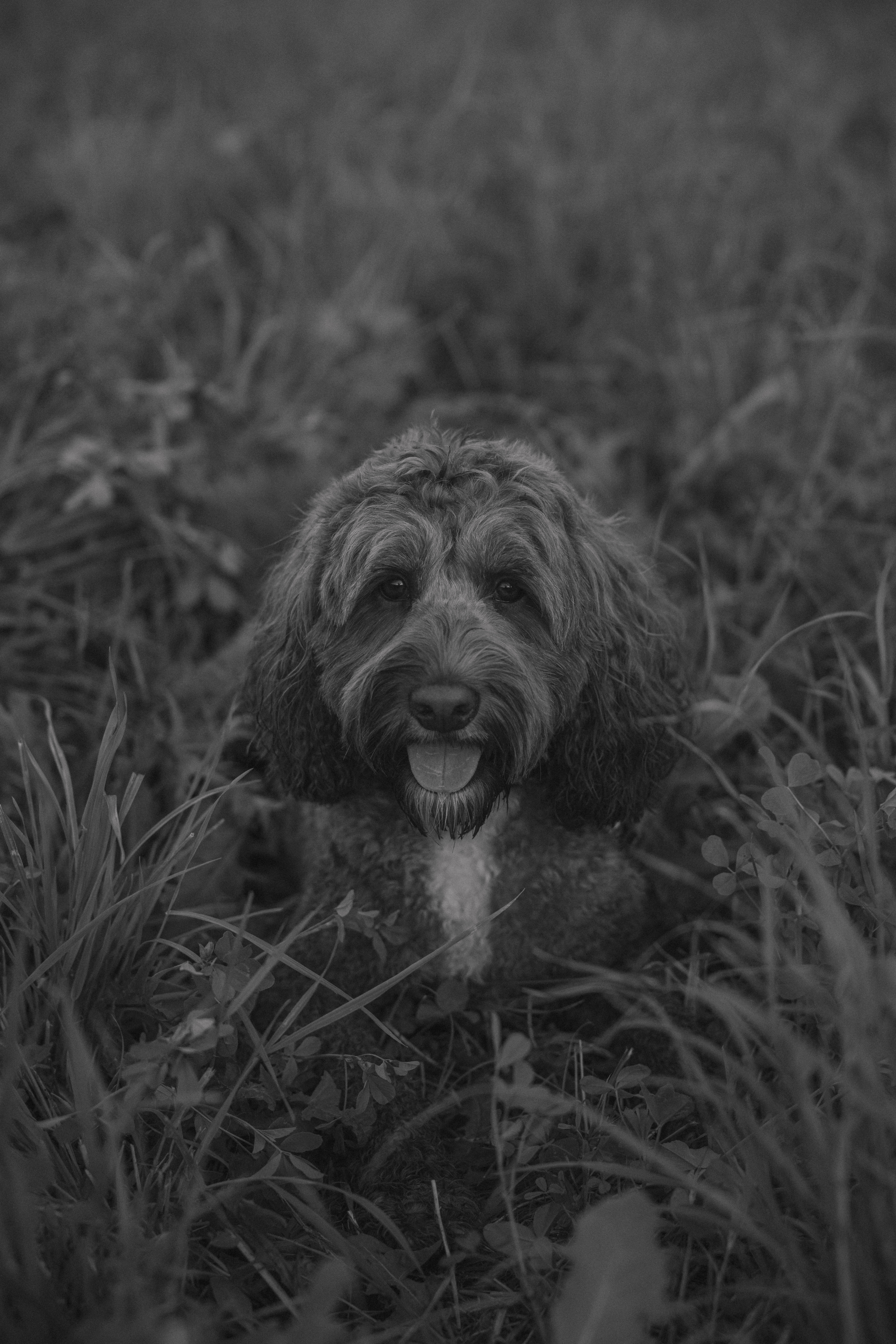 Curly-haired dog sitting in tall grass