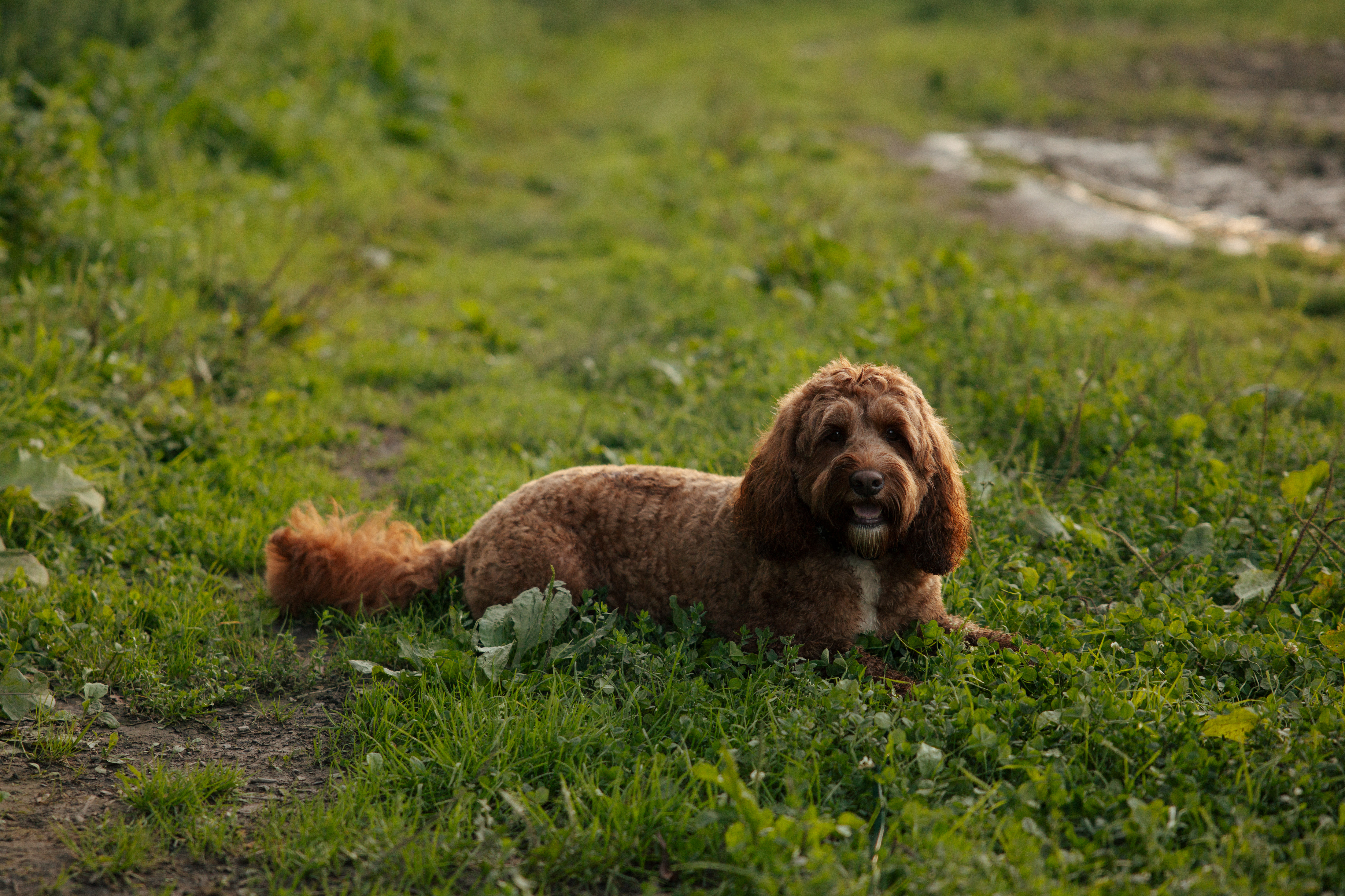 Curly-haired reddish-brown dog resting in a grassy field at golden hour