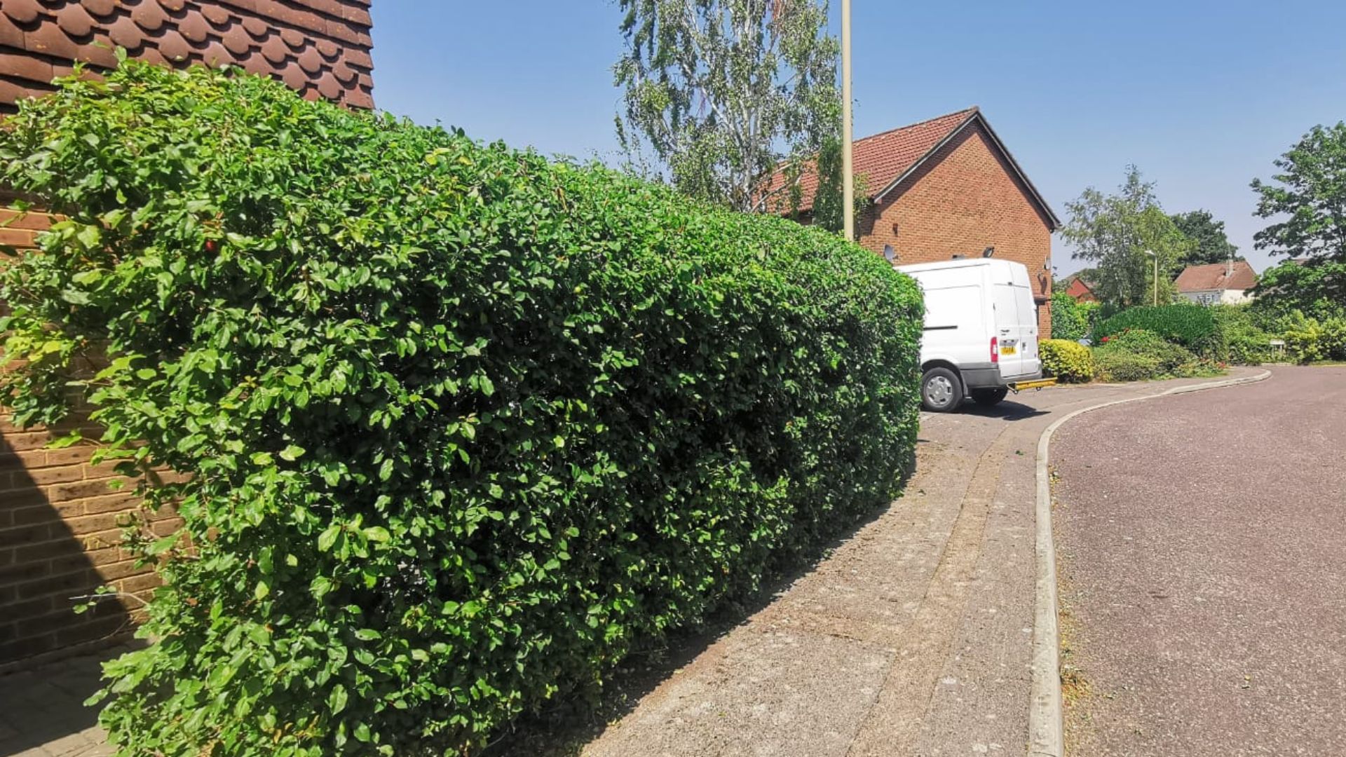 After - Overgrown front boundary hedge cut back to a neat square line - Basingstoke