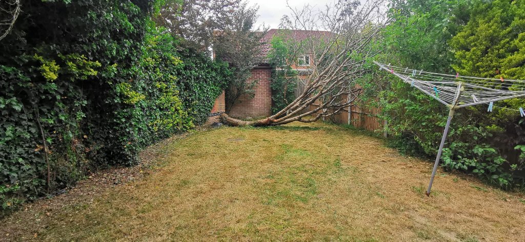 After: rear garden in Basingstoke transformed with new turf, fencing and planted borders