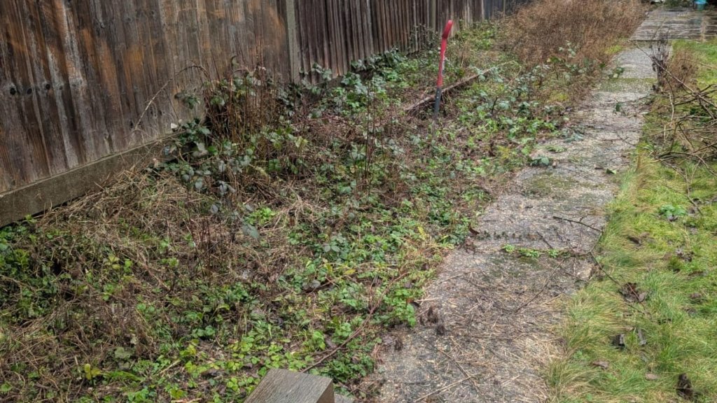 Overgrown garden border before clearance - ivy and weeds covering fence line in Basingstoke