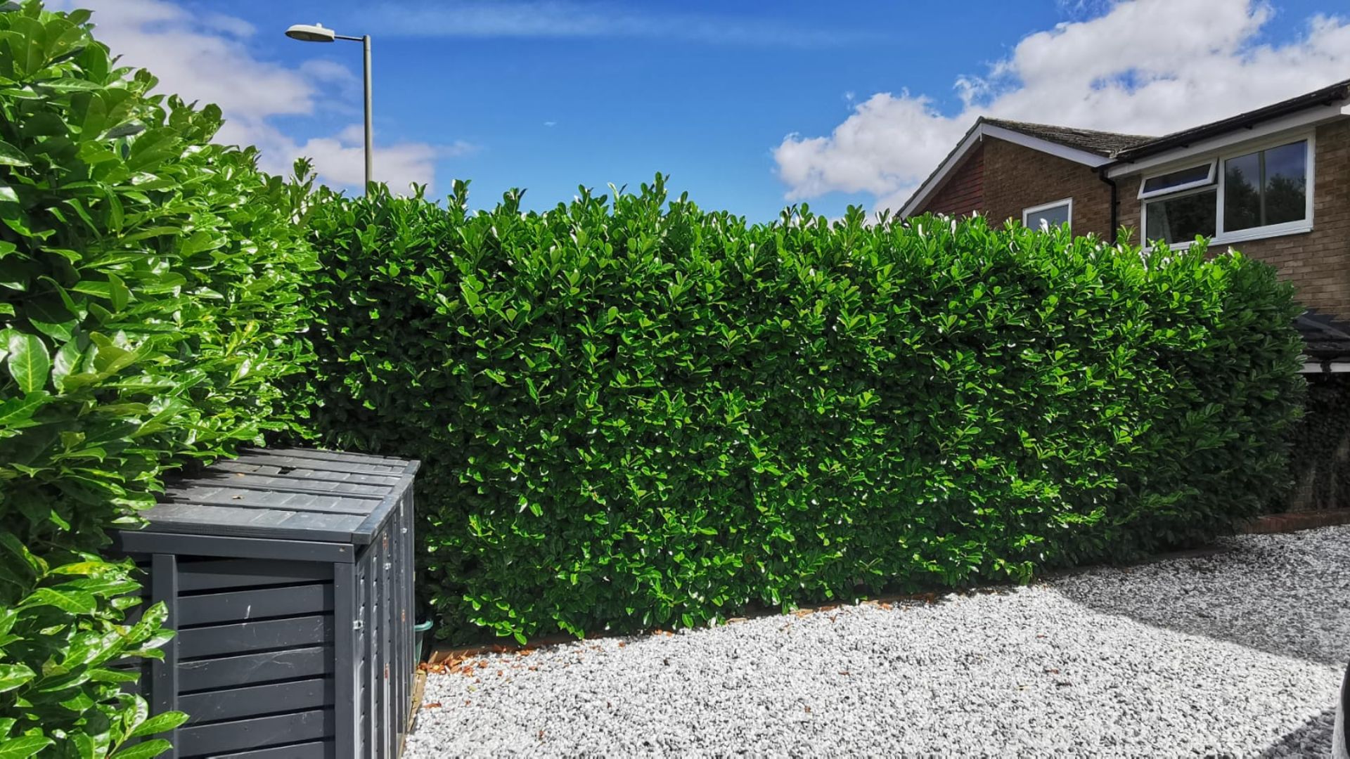Before - Laurel hedge reduced and squared up along a gravel path - Basingstoke
