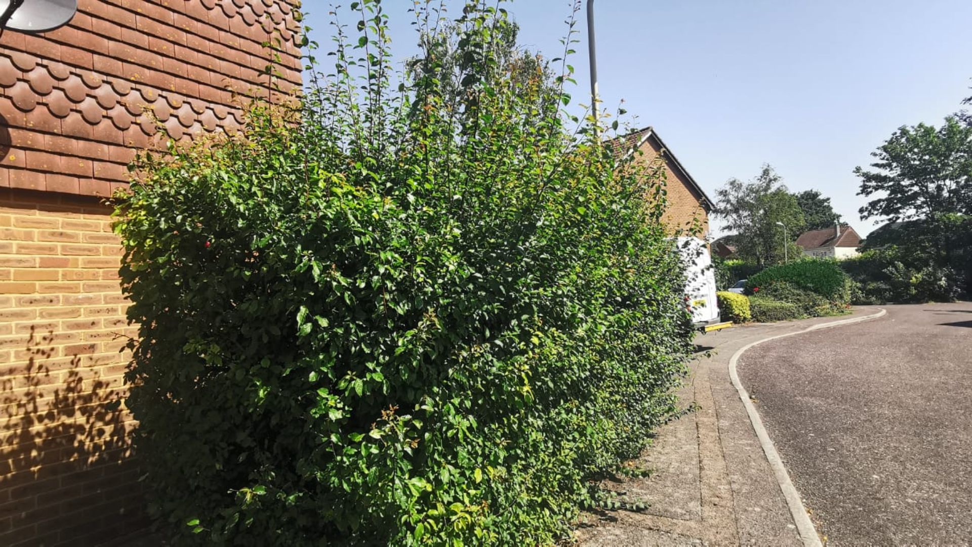 Before - Overgrown front boundary hedge cut back to a neat square line - Basingstoke
