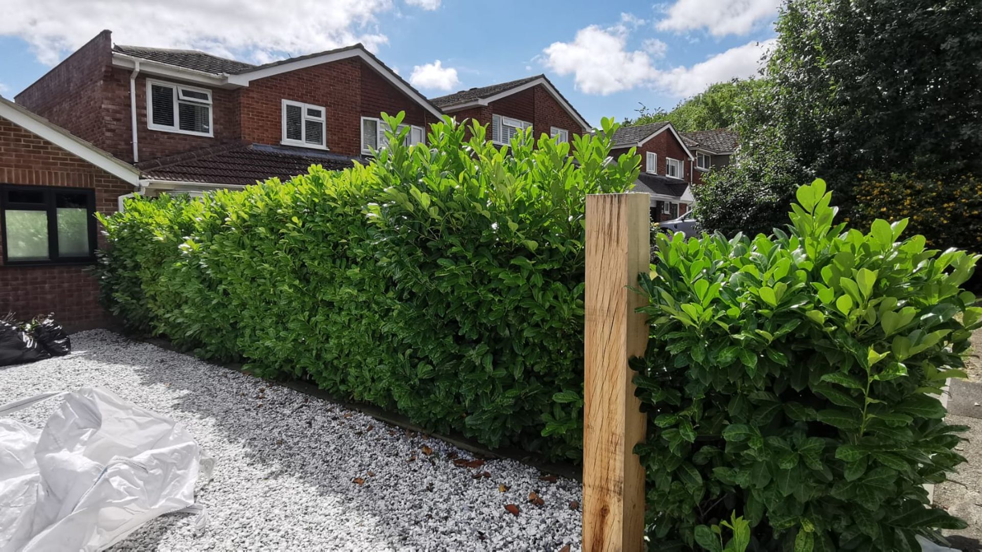 Before - Front laurel hedge trimmed back to a flat, level line above a gravel driveway - Basingstoke