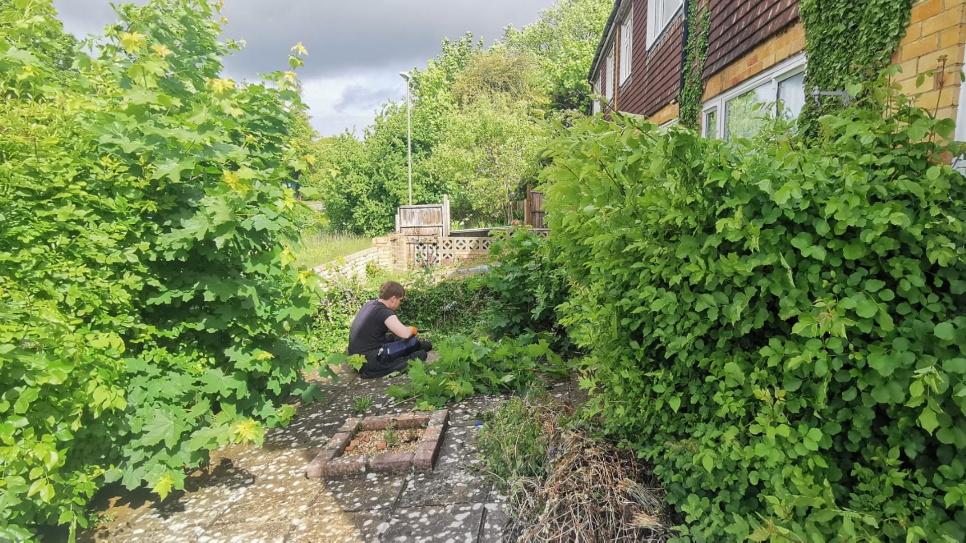 Before - Overgrown shrubs and hedging cut back off a patio and path, all waste cleared - Basingstoke