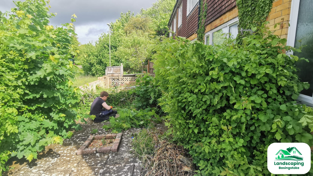 Before: Garden clean up in Basingstoke with hedges trimmed, lawn mowed and green waste removed