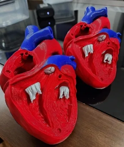 Biomodelos Cardíacos